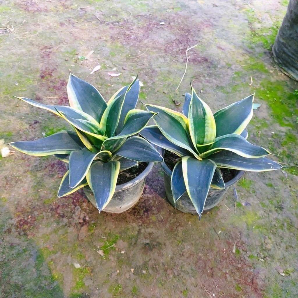 Set of 2 - Snake Dwarf in 6 Inch Nursery Pot