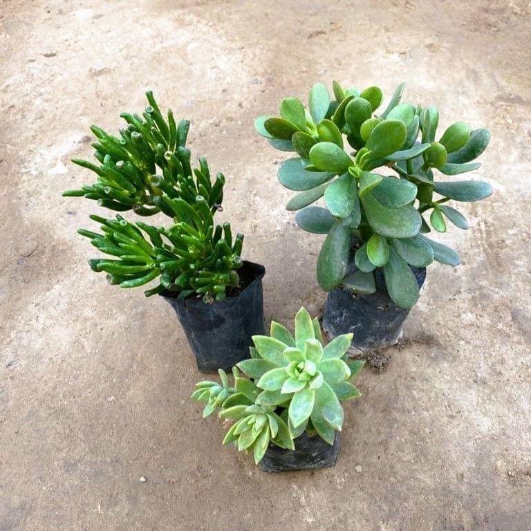 Set of 3 - Crassula Ovata, Crassula Finger & Sedum Adorn Succulent in 3 Inch Nursery Bag