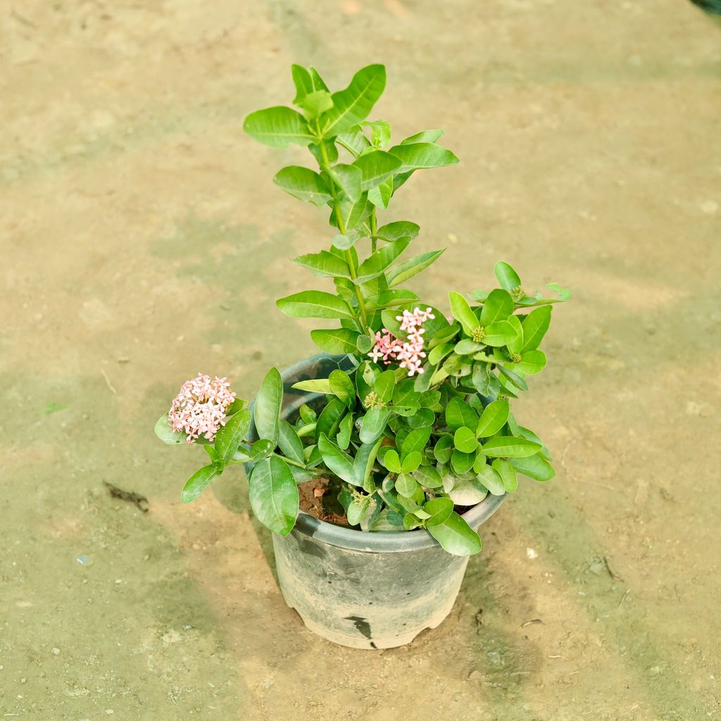 Buy Ixora (Any Colour) in 10 Inch Nursery Bag Online | Urvann.com Ixora (Any Colour) in 10 Inch Nursery Bag