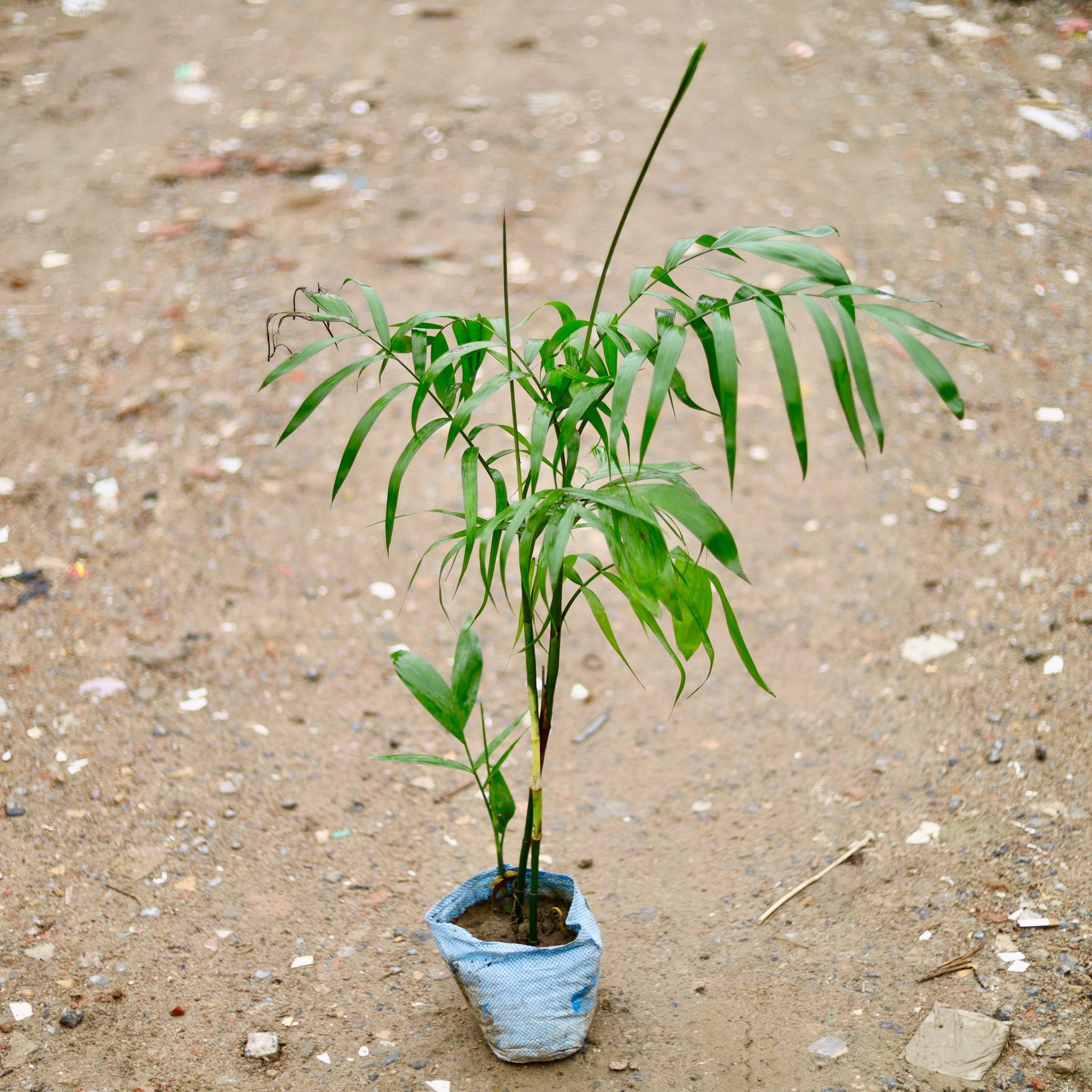 Cane / Bamboo Palm (~ 2 Ft) in 6 Inch Nursery Bag