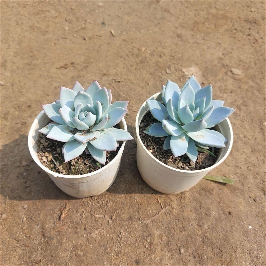 Buy Set of 2 - Blue Bird Succulent In 3 Inch Plastic Pot Online | Urvann.com Set of 2 - Blue Bird Succulent in 3 Inch Nursery Pot