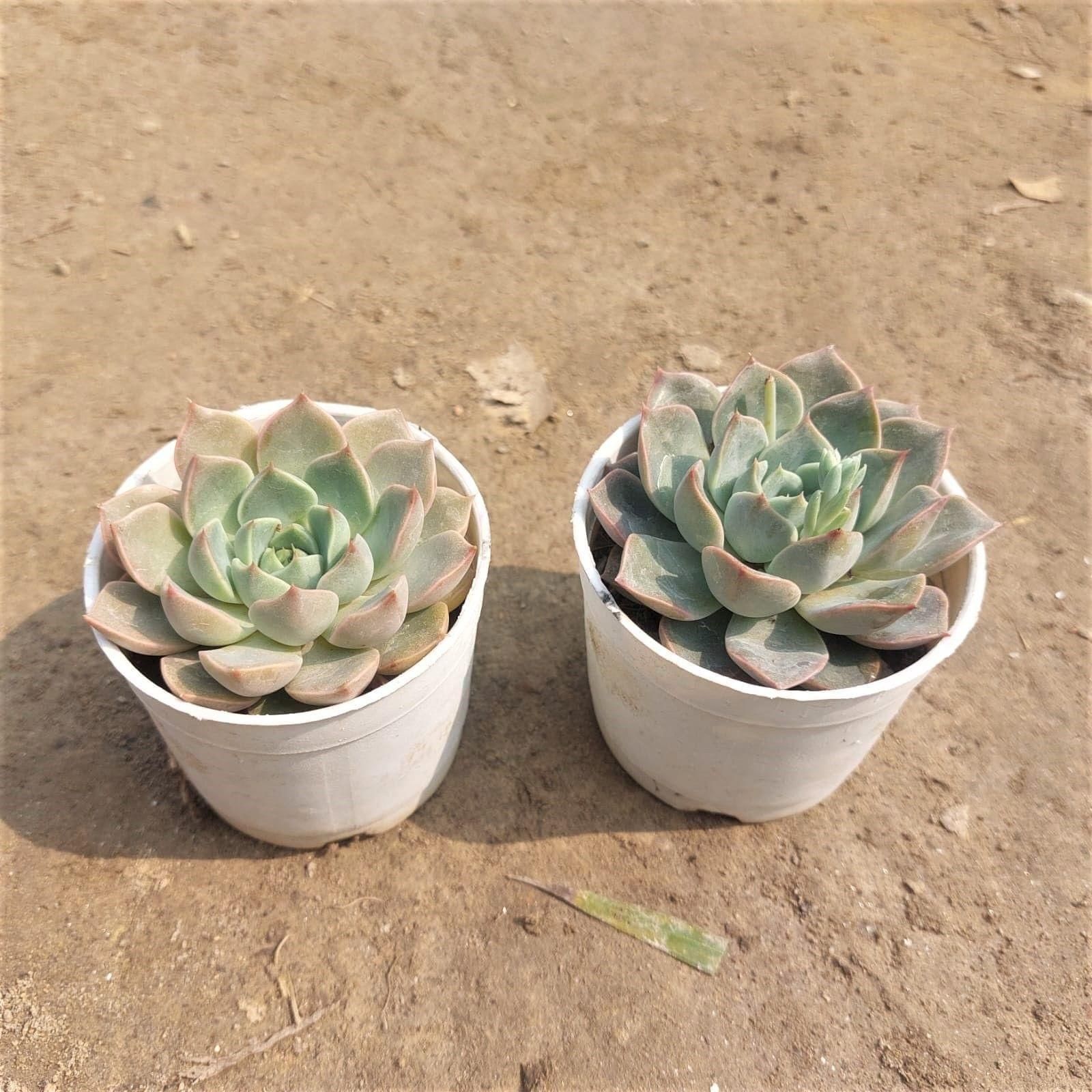 Set of 2 Echeveria Succulent in 3 Inch Nursery Pot