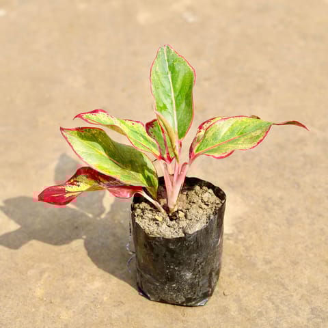 Aglaonema Lipstick in 4 Inch Nursery bag