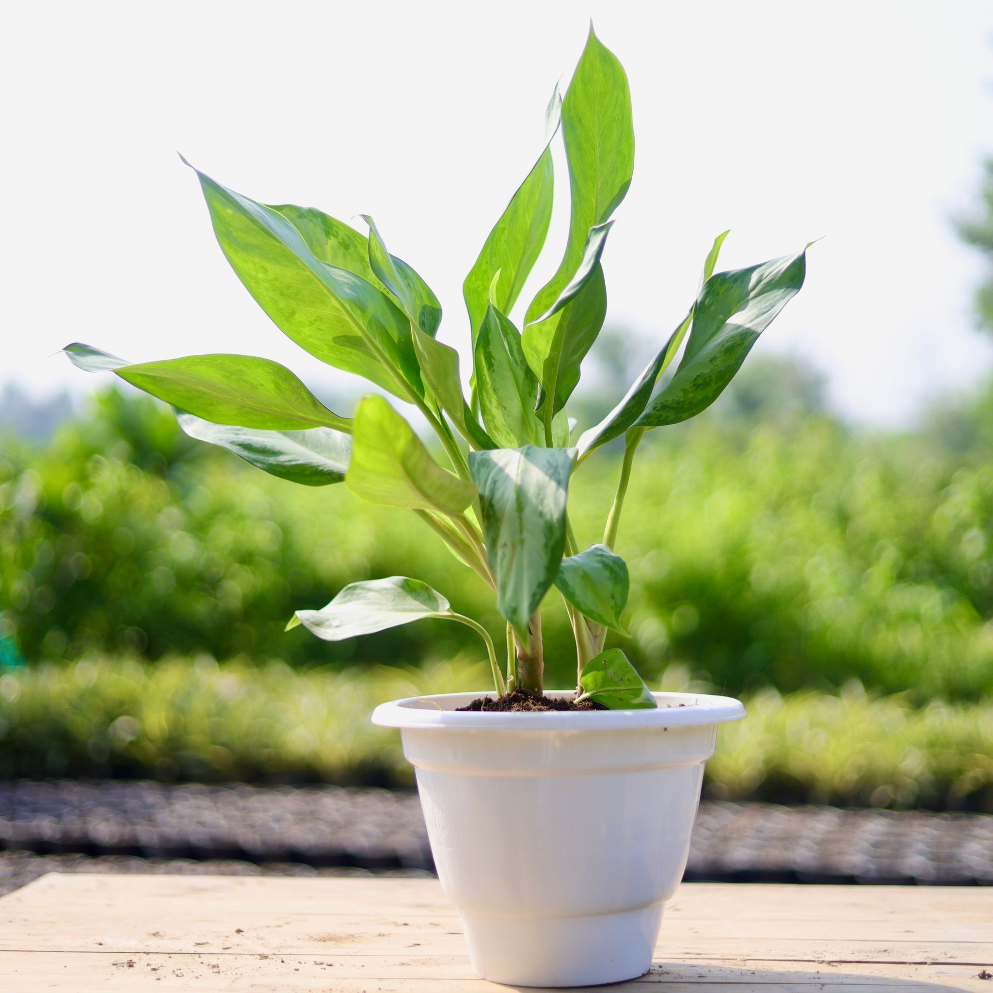 Aglaonema Sliver Queen in 10 Inch Classy White Plastic Pot