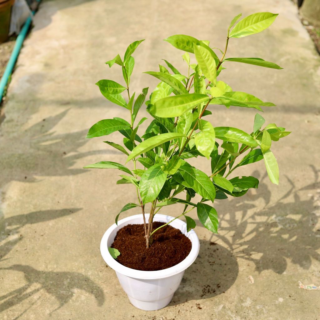 Buy Ixora Red In 10 Inch Classy White Plastic Pot Online | Urvann.com Ixora Red in 10 Inch Classy White Plastic Pot