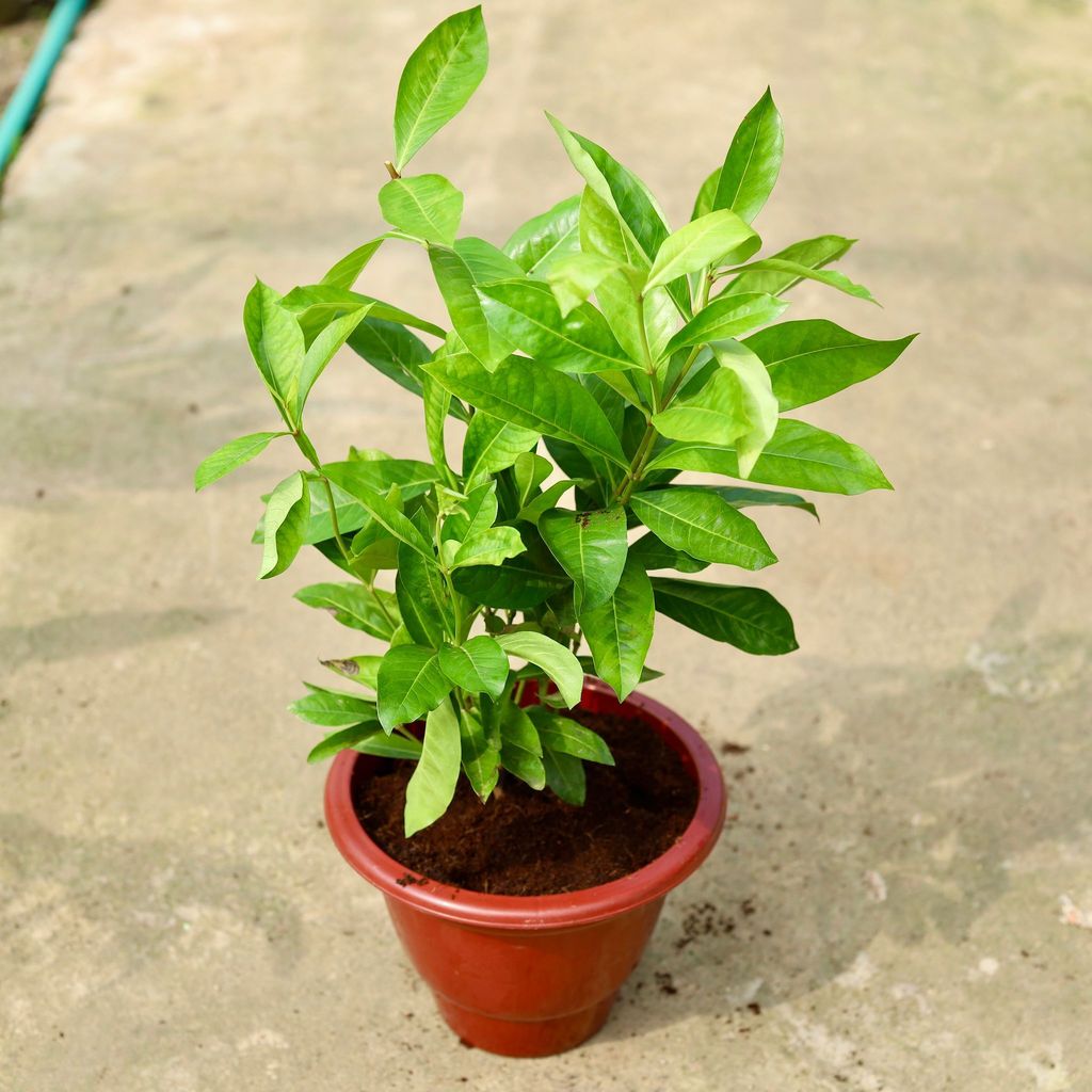 Ixora Red in 10 Inch Classy Red Plastic Pot