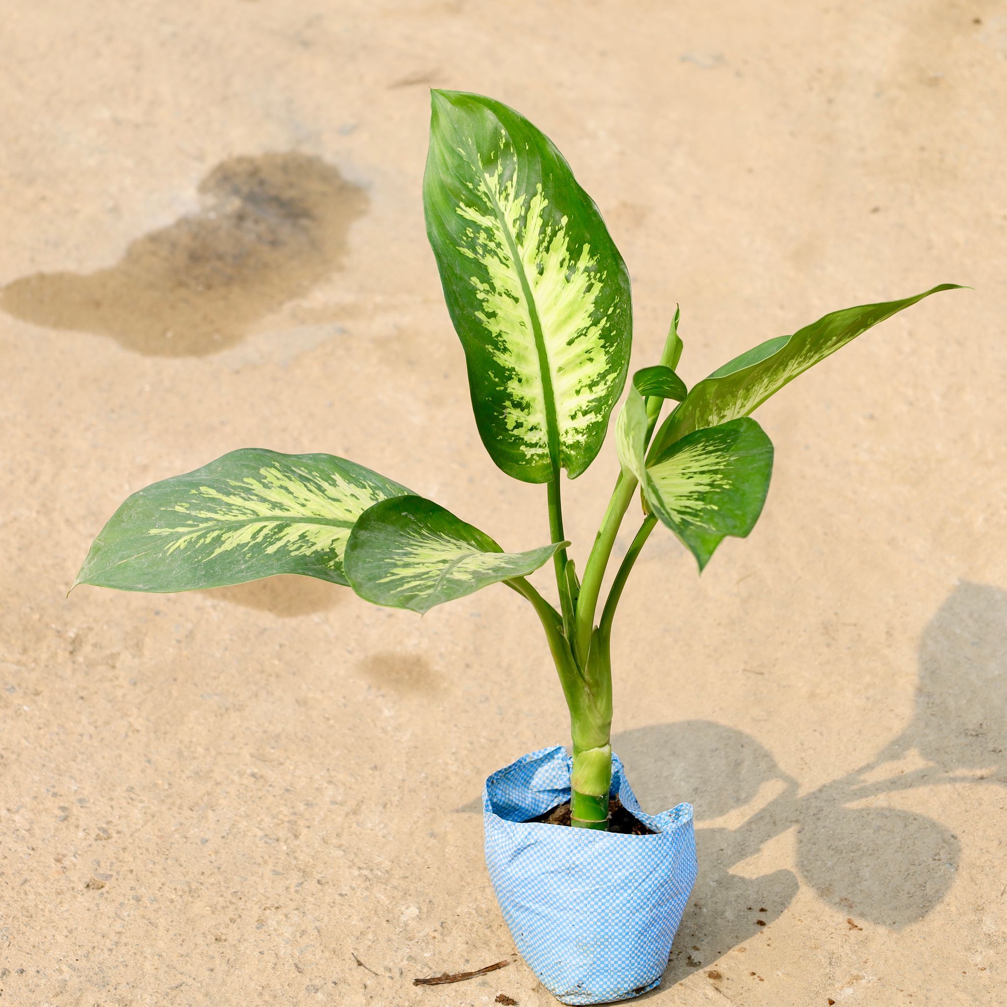 Dieffenbachia in 8 Inch Nursery Bag
