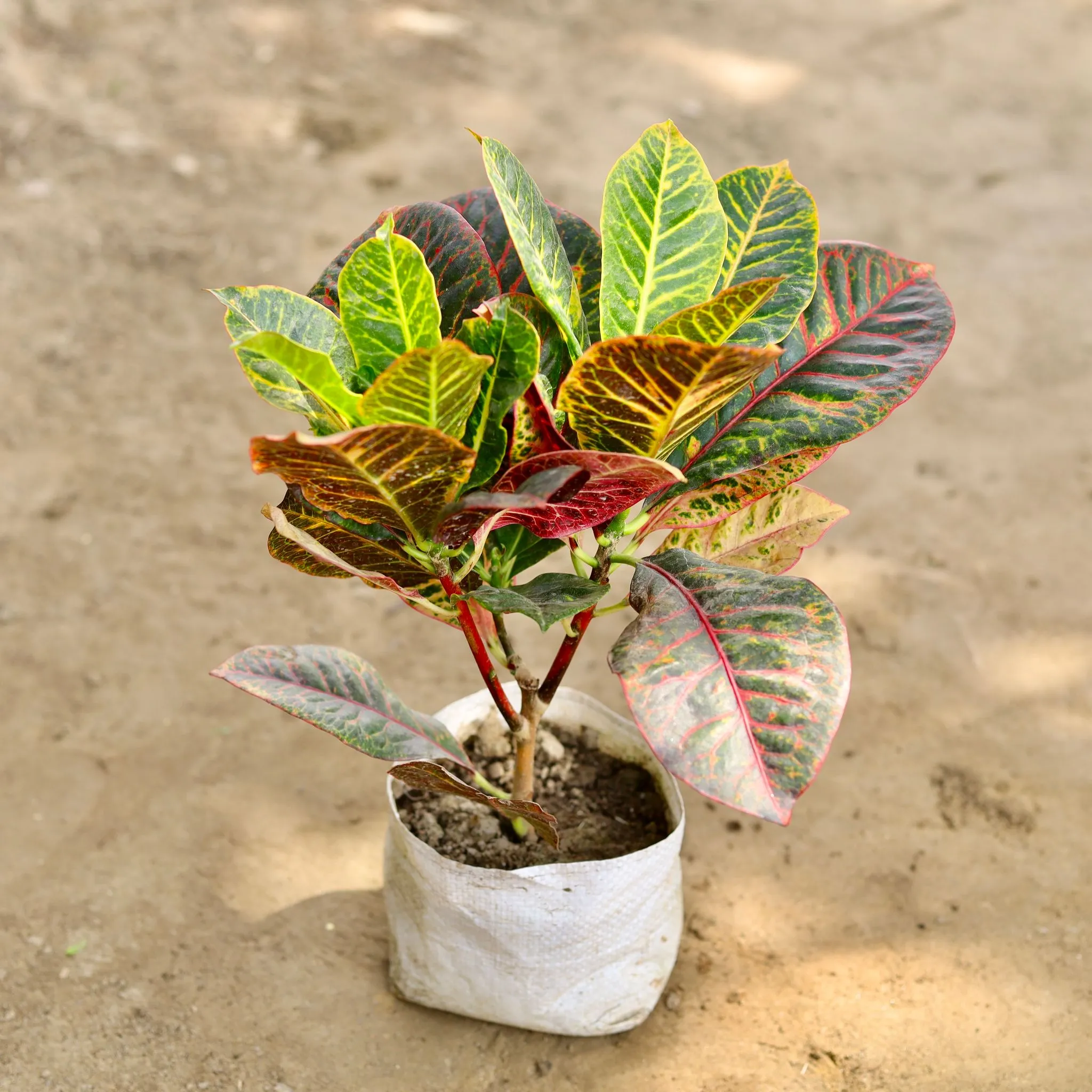 Croton Petra in 7 Inch Nursery bag