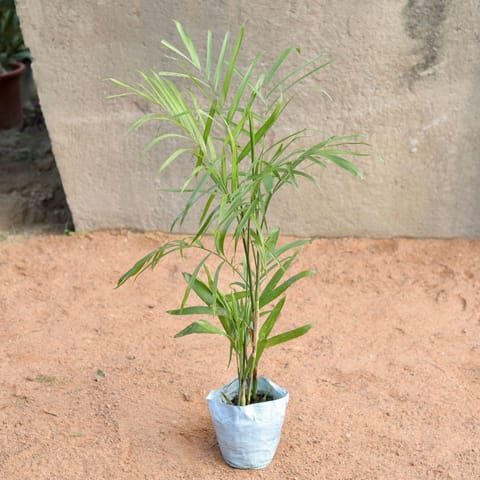 Bamboo Palm in 8 Inch Nursery Bag