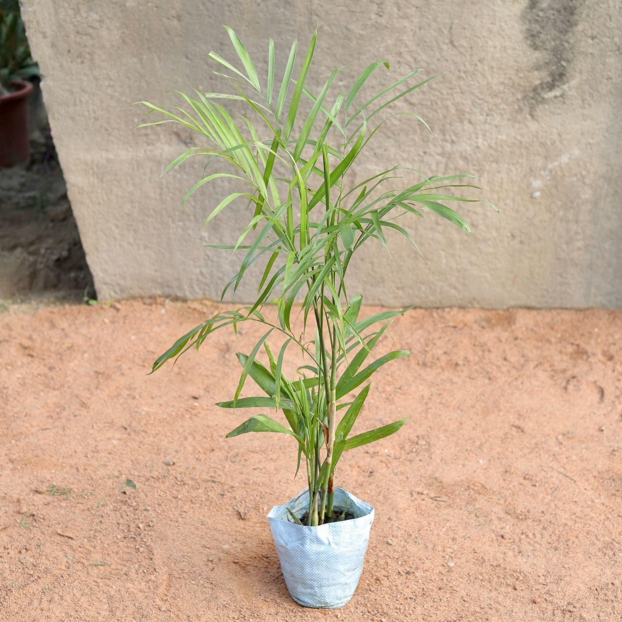 Bamboo Palm in 8 Inch Nursery Bag