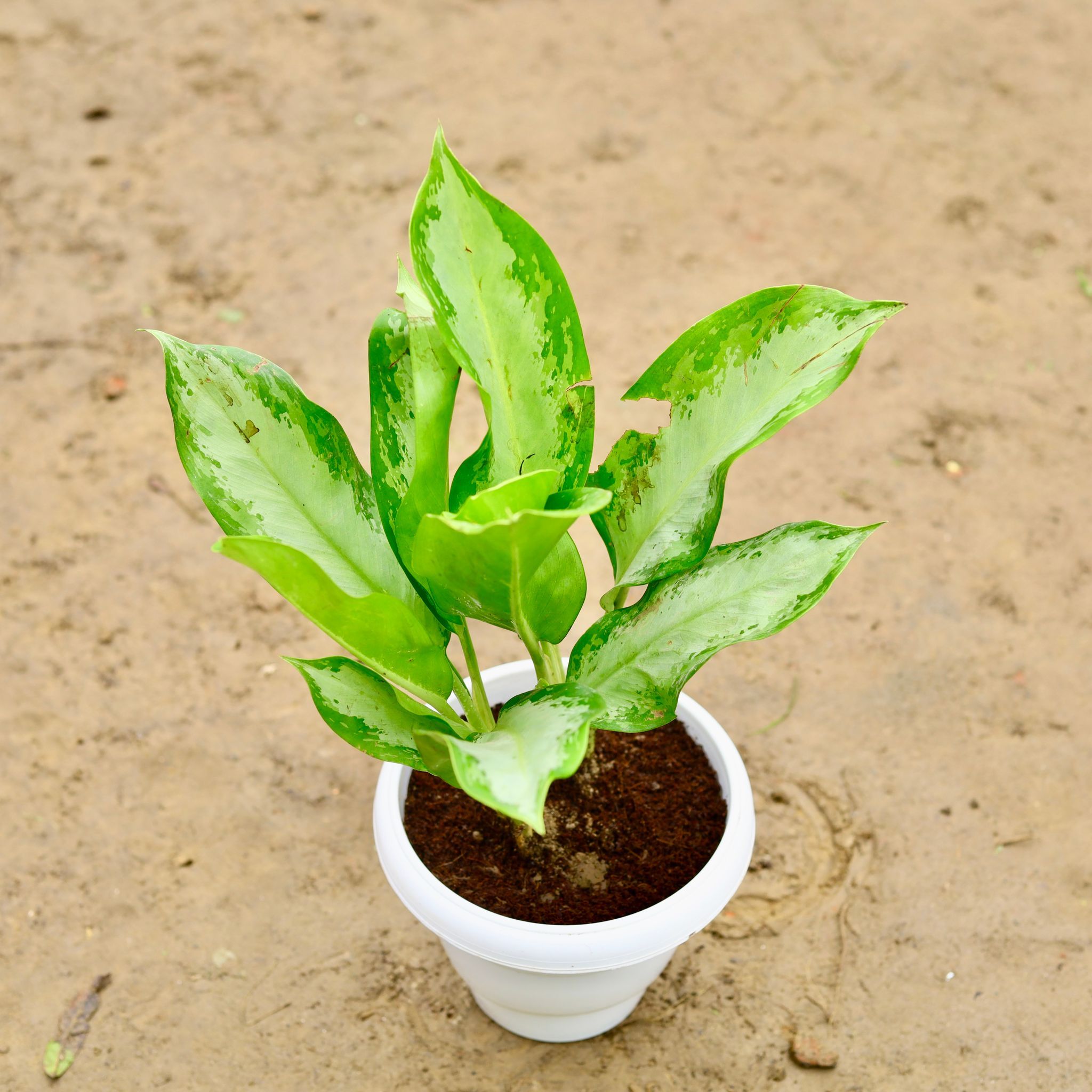 Aglaonema Green in 8 Inch Classy White Plastic Pot