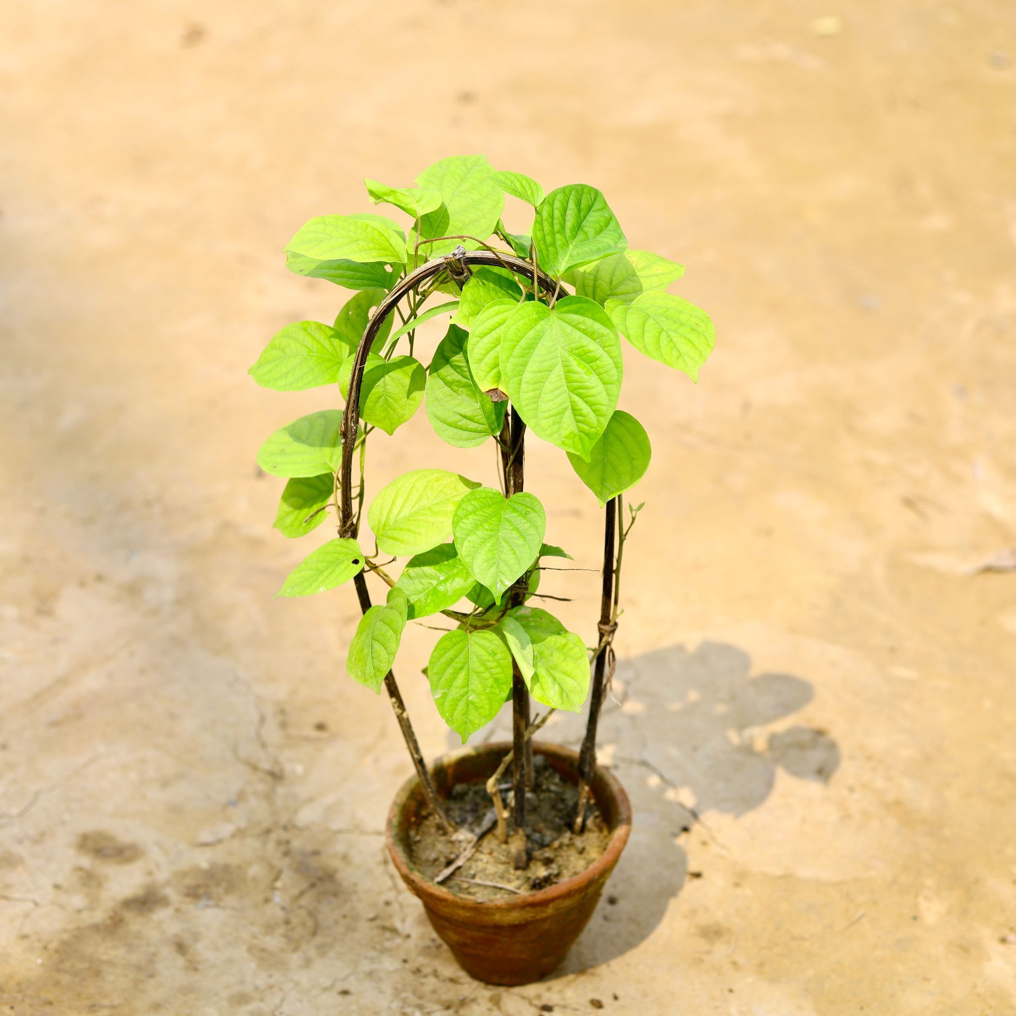 Red Flower Creeper in 6 Inch Nursery Pot