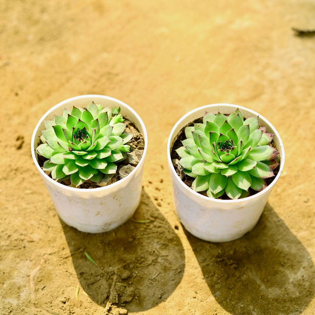 Buy Laxmi Kamal Succulent in 4 Inch Nursery Pot Online | Urvann.com Laxmi Kamal Succulent in 4 Inch Nursery Pot