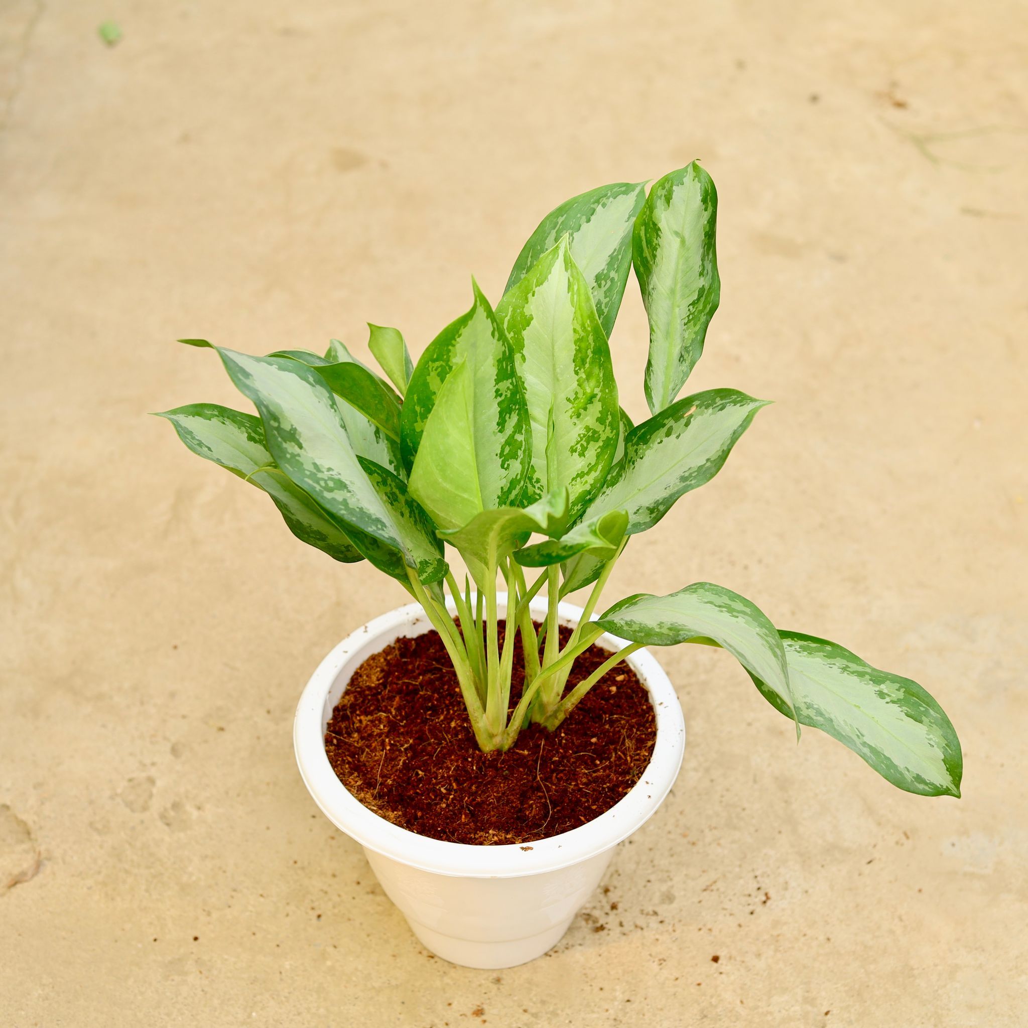 Aglaonema Broad leaf in 10 Inch White Classy Plastic Pot