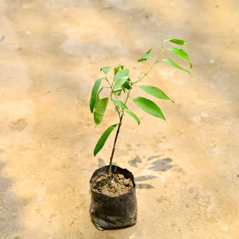 Tej Patta / Bay Leaf in 4 Inch Nursery Bag