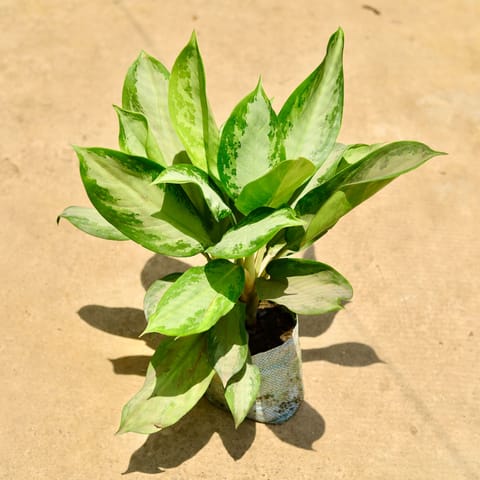 Aglaonema Broad leaf in 8 Inch Nursery Bag