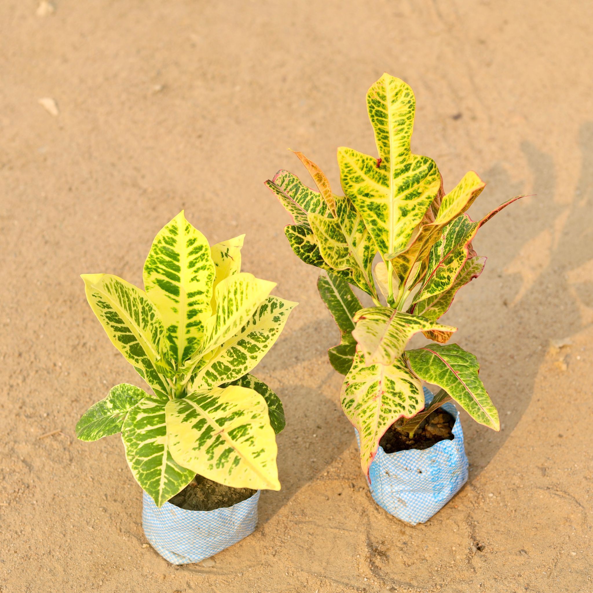 Set of 2 - Croton Petra in 4 Inch Nursery Bag