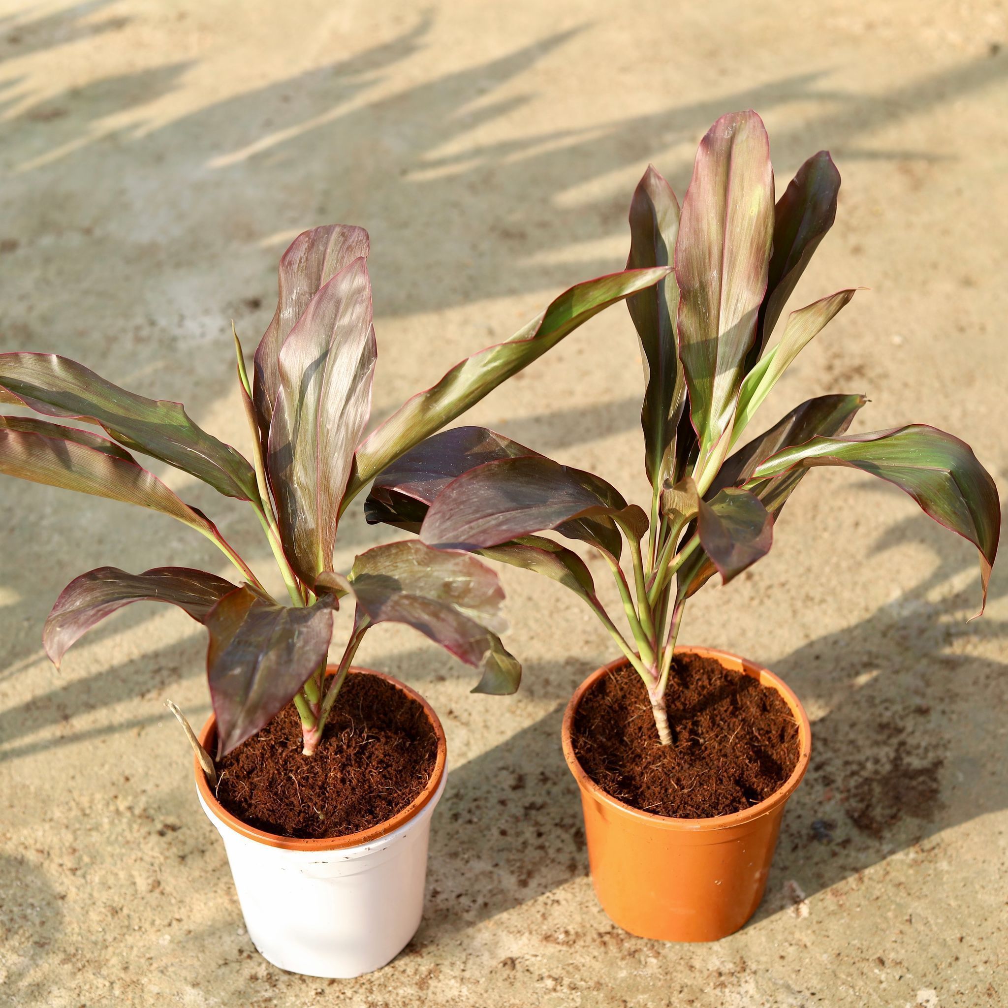 Set of 2 - Dracaena Rosea in 6 Inch Red & White Nursery Pot