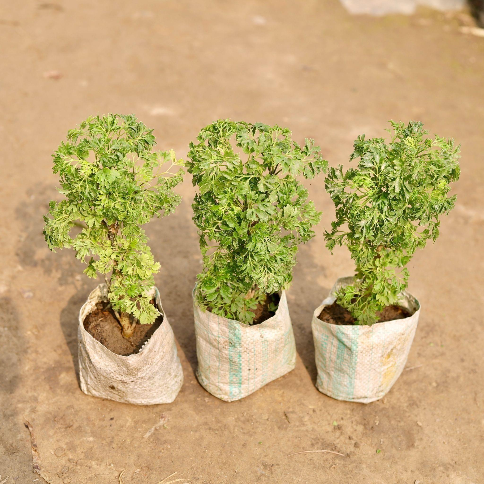 Set of 3 - Aralia Bush in 4 Inch Nursery Bag