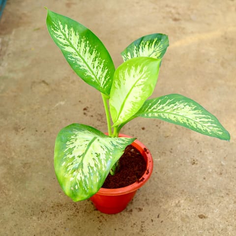 Dieffenbachia in 10 Inch Terracotta Red Classy Plastic Pot