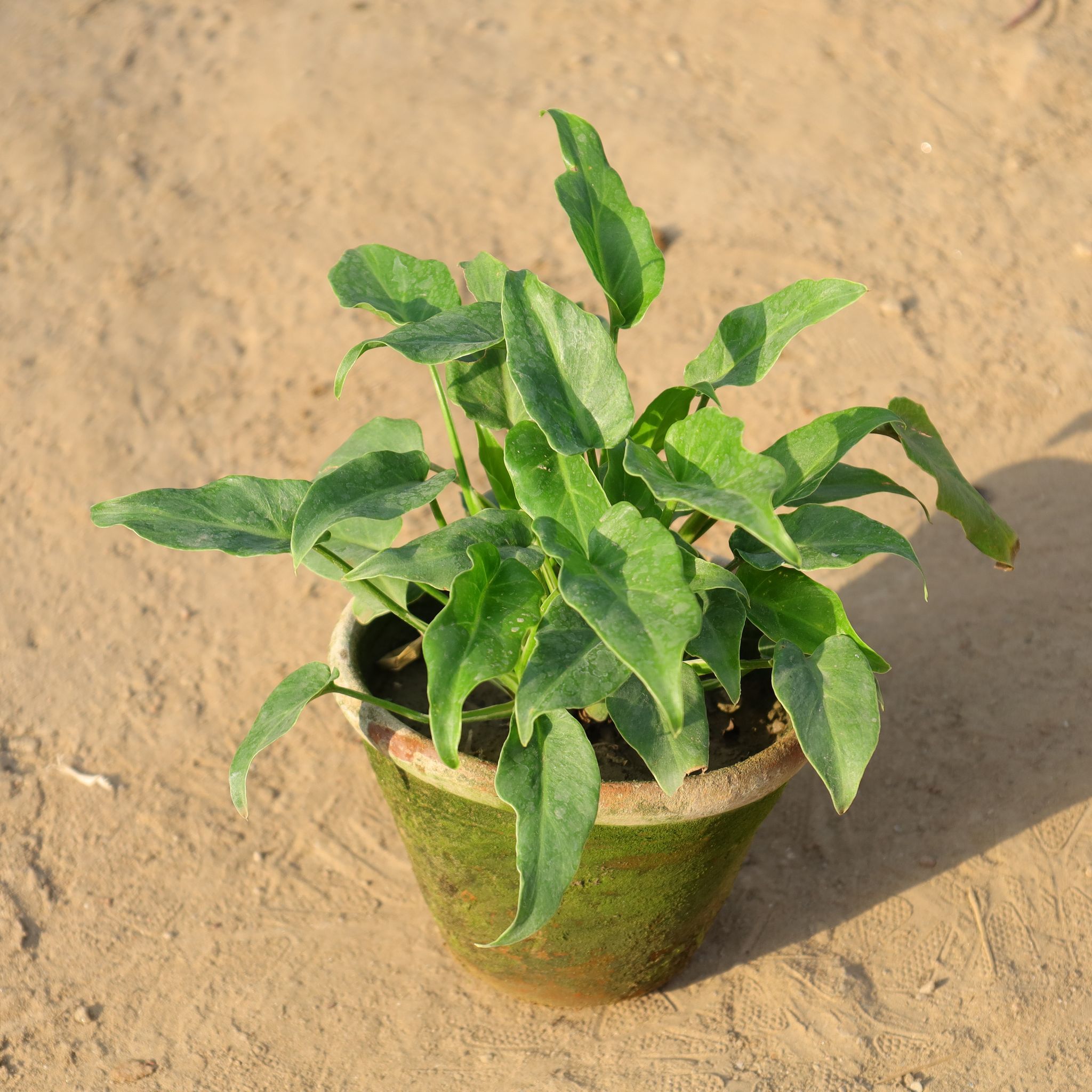 Xanadu Green in 8 Inch Nursery Pot