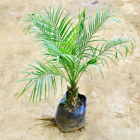 Phoenix Palm in 8 Inch Nursery Bag