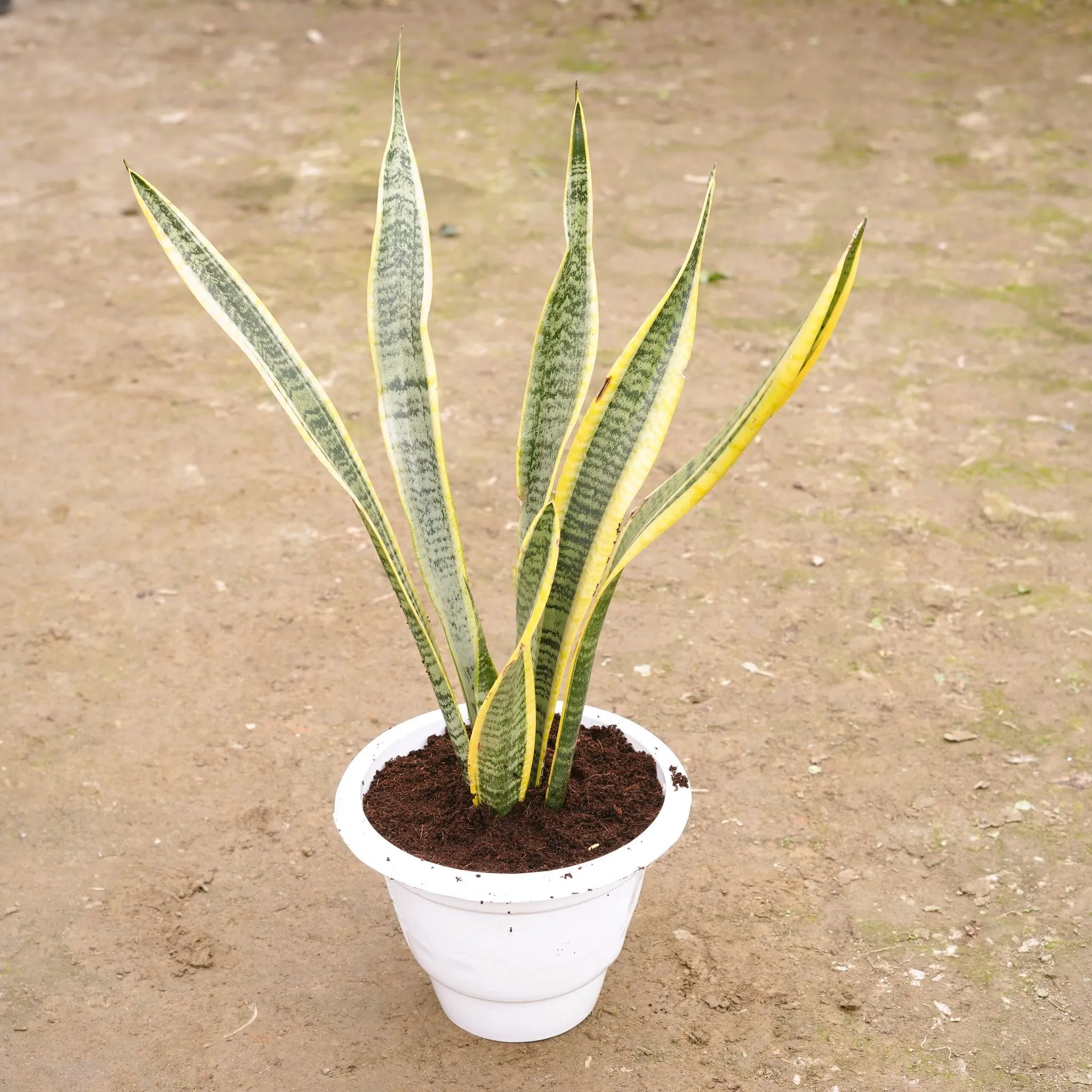 Snake Golden Long in 10 Inch Classy White Plastic Pot