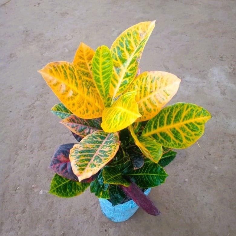 Buy Croton Petra in 7 Inch Nursery Bag Online | Urvann.com Croton Petra in 6 Inch Nursery pot