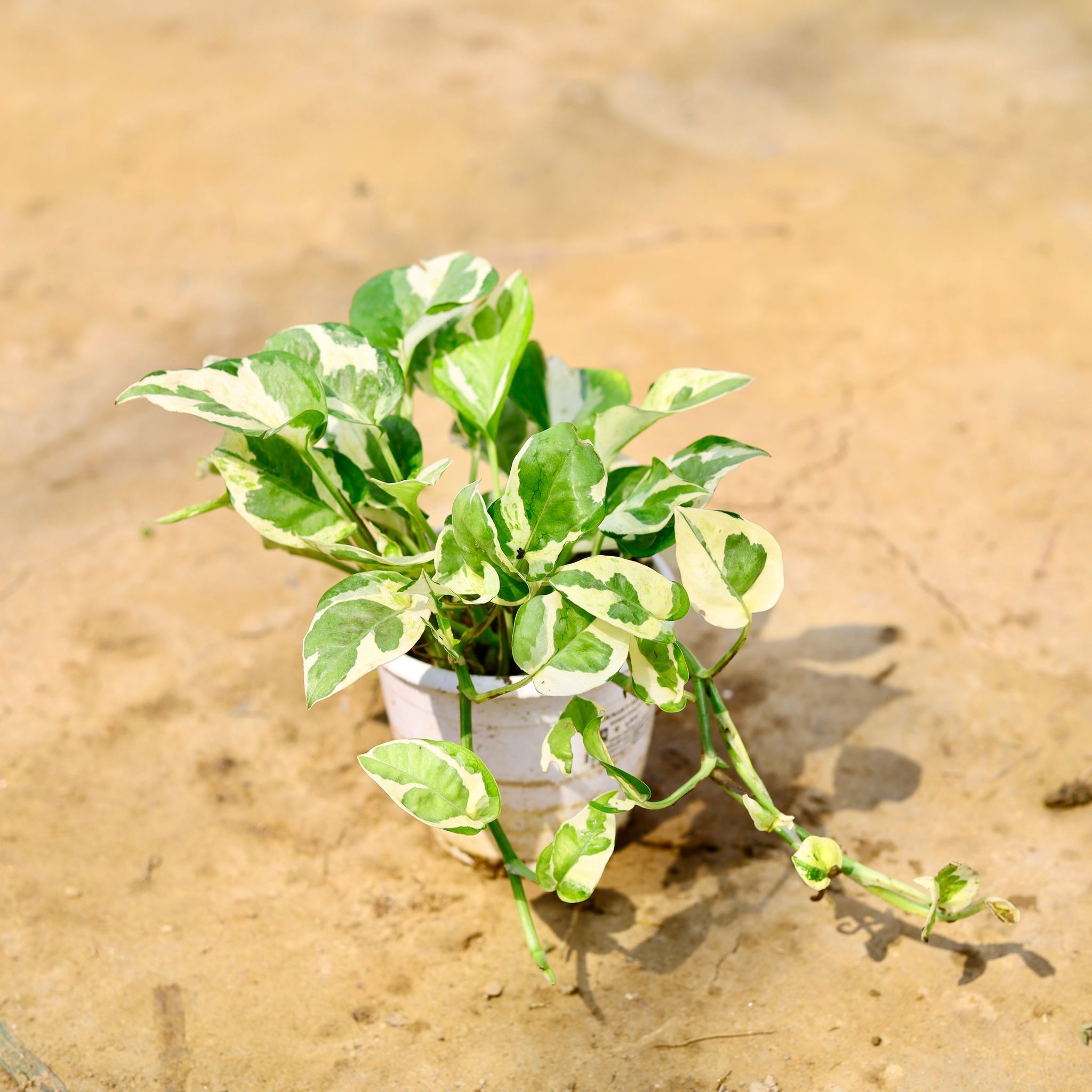 Money Plant N'Joy in 5 Inch Nursery Pot