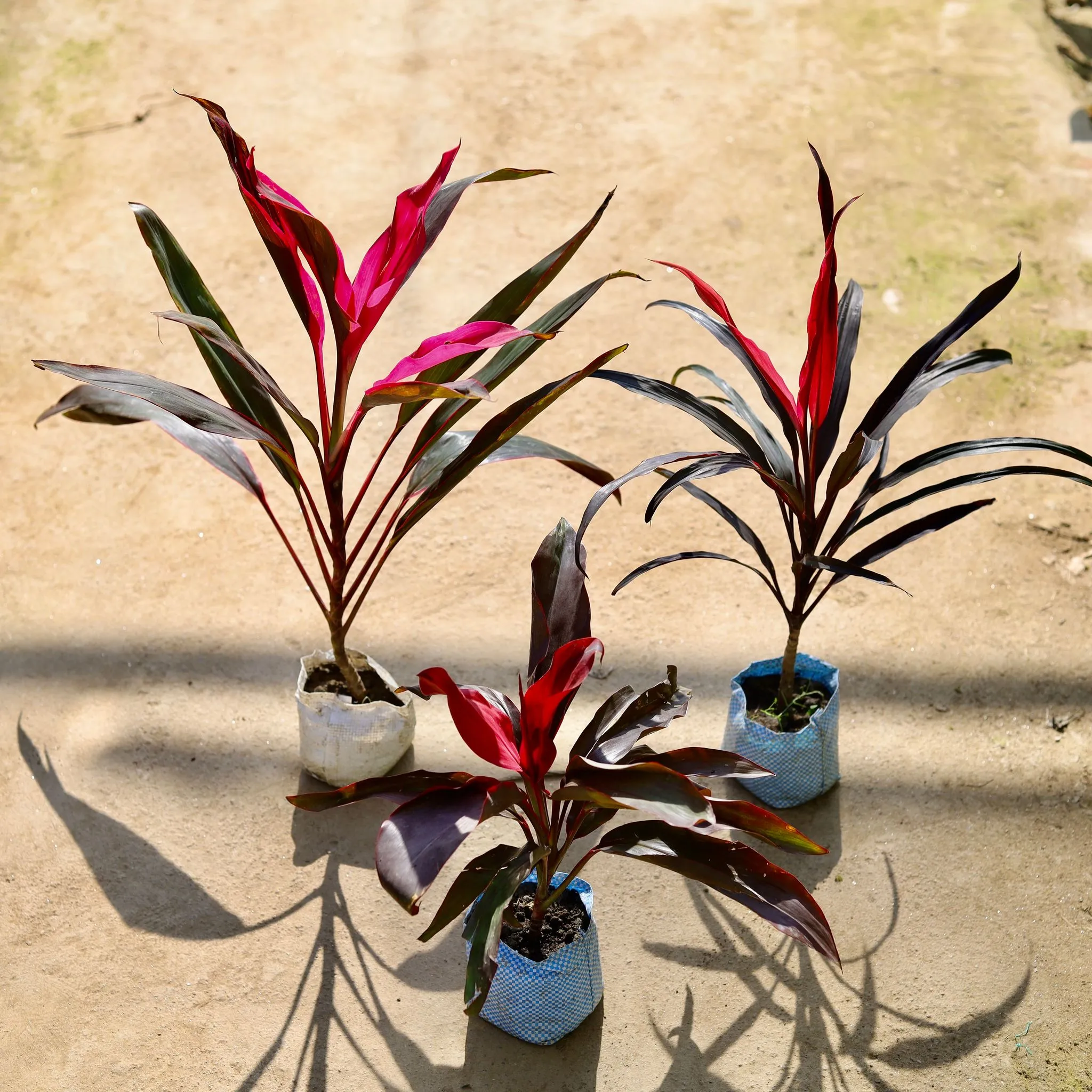 Set of 3 -2 Dracaena Narow Leaf & Dracaena Rosea in 4 Inch Nursery bag