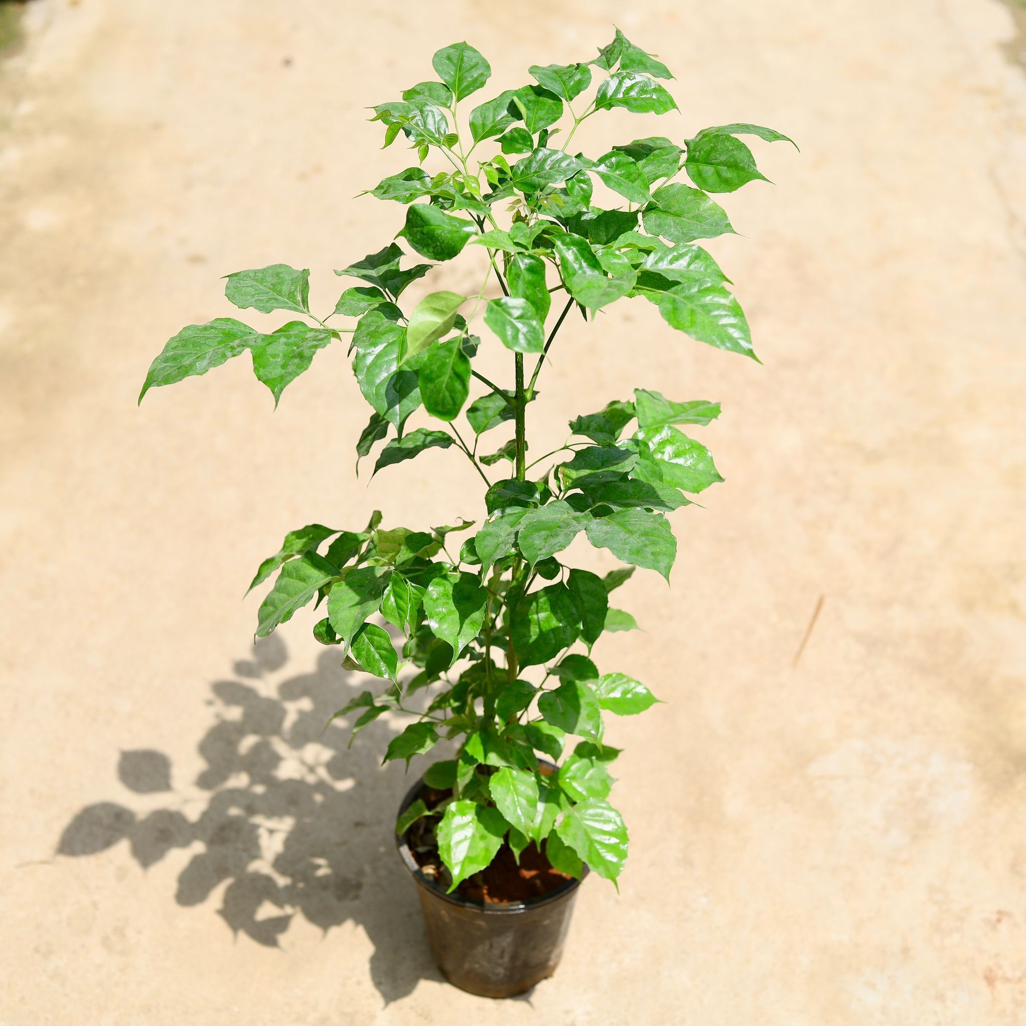 Radermachera in 6 Inch Nursery Pot