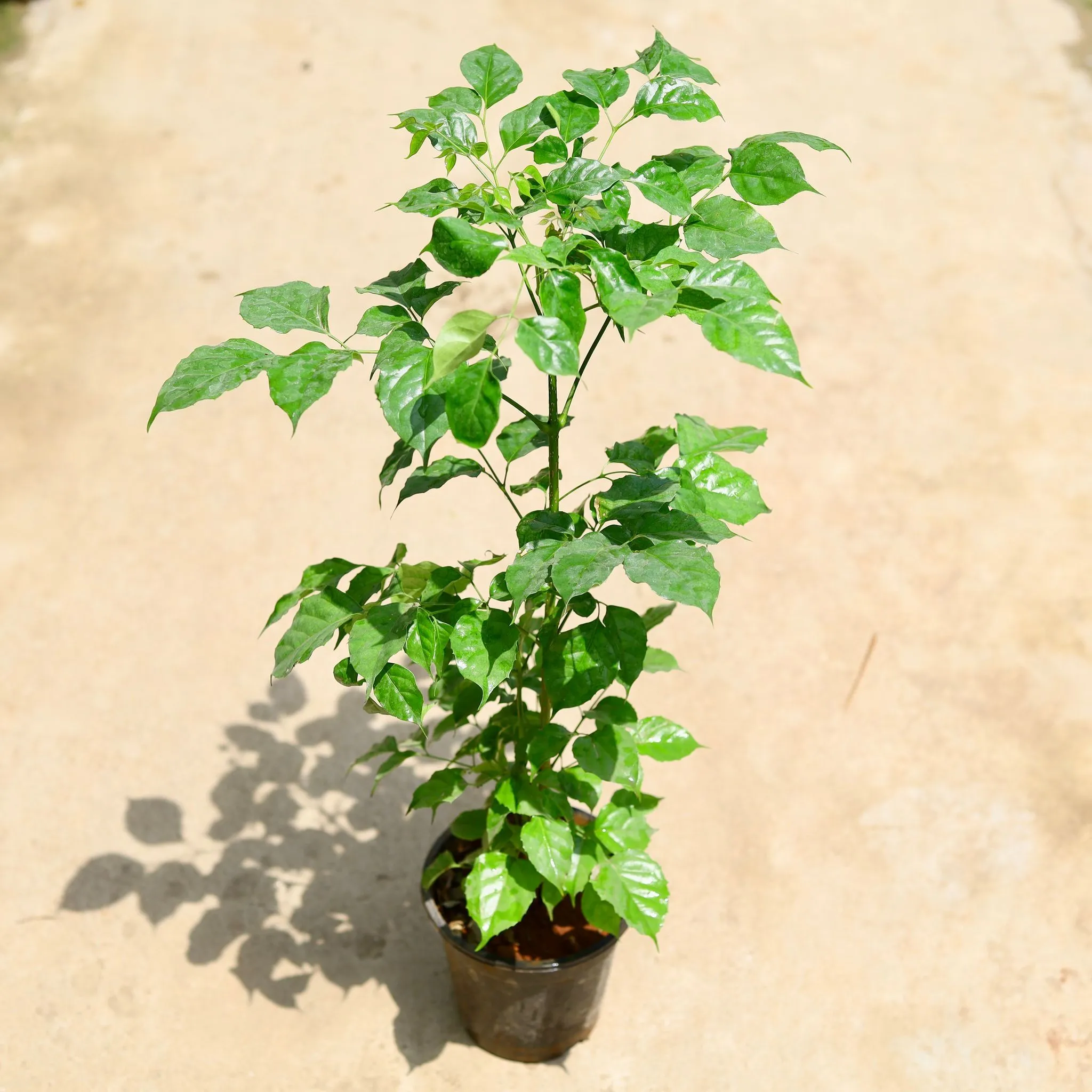 Radermachera in 6 Inch Nursery Pot