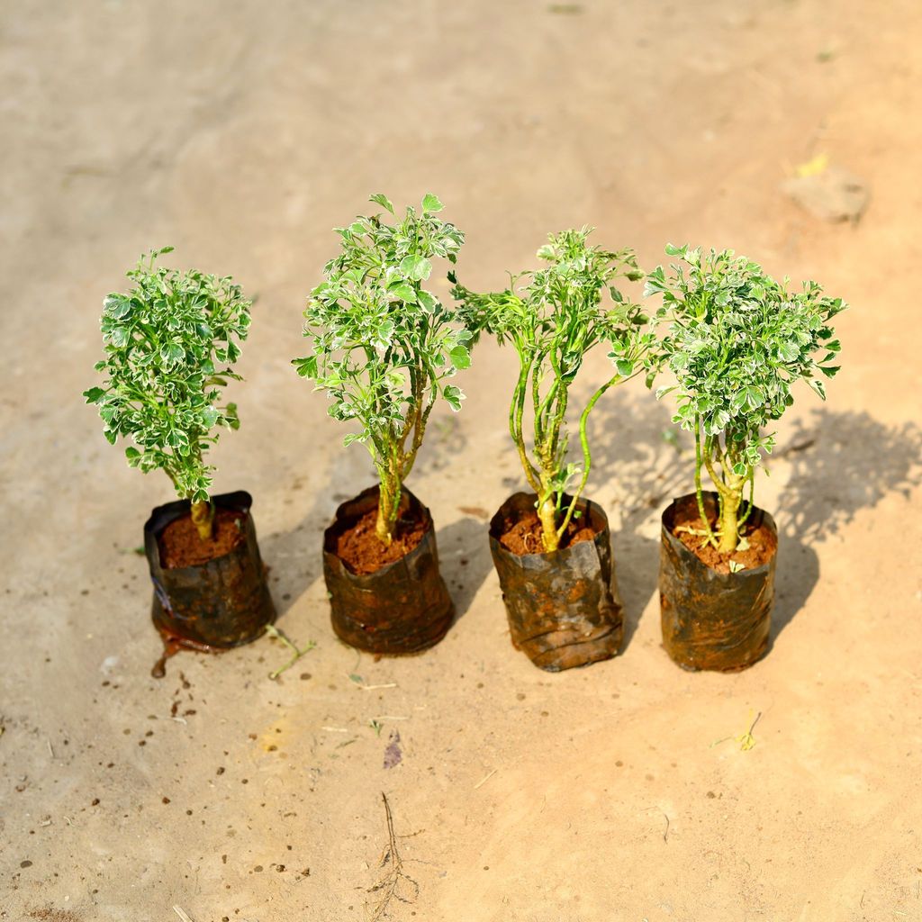 Buy Set of 4 - Aralia Variegated in 4 inch Nursery bag Online | Urvann.com Set of 4 - Aralia Variegated in 4 inch Nursery bag