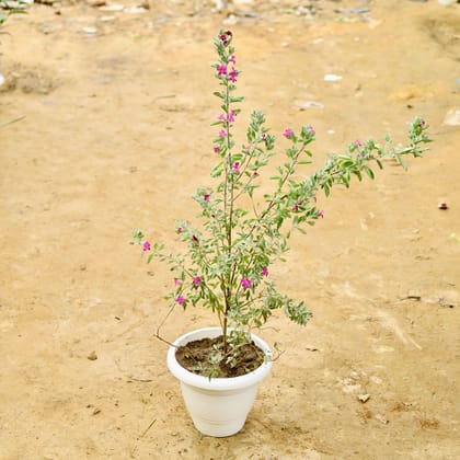 Buy Nicodia / Nikotia in 10 Inch White Classy Plastic Pot Online | Urvann.com