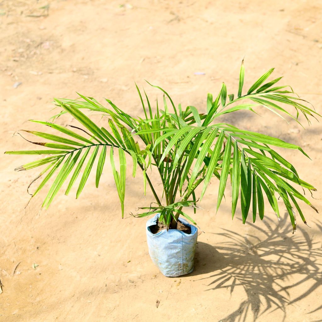 Ravenea Palm in 6 Inch Nursery Bag