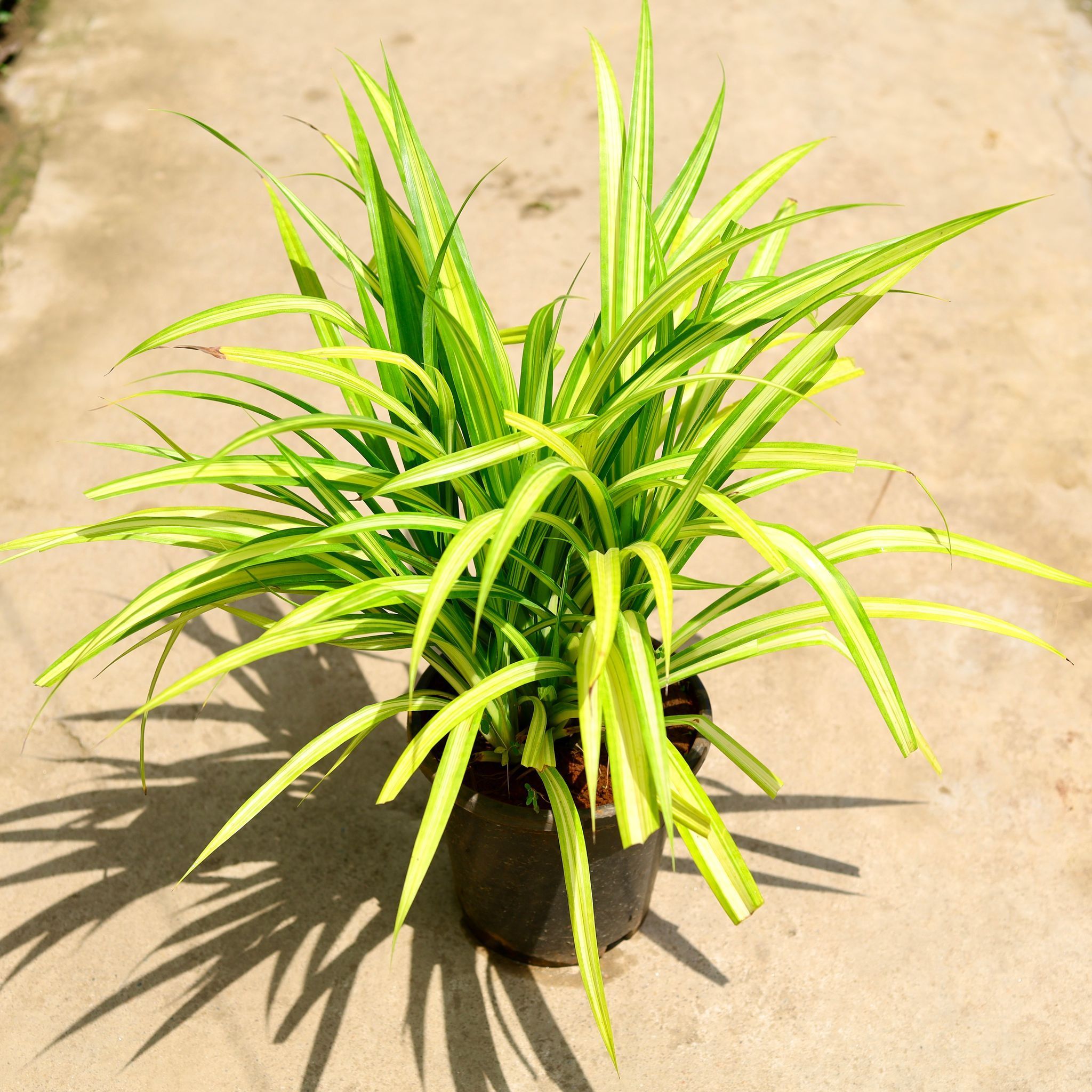 Pandanus / Screwpine in 8 Inch Nursery Pot