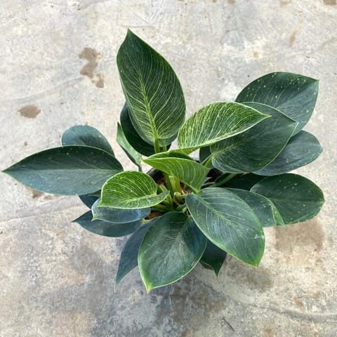 Philodendron Birkin in 4 inch Nursery pot