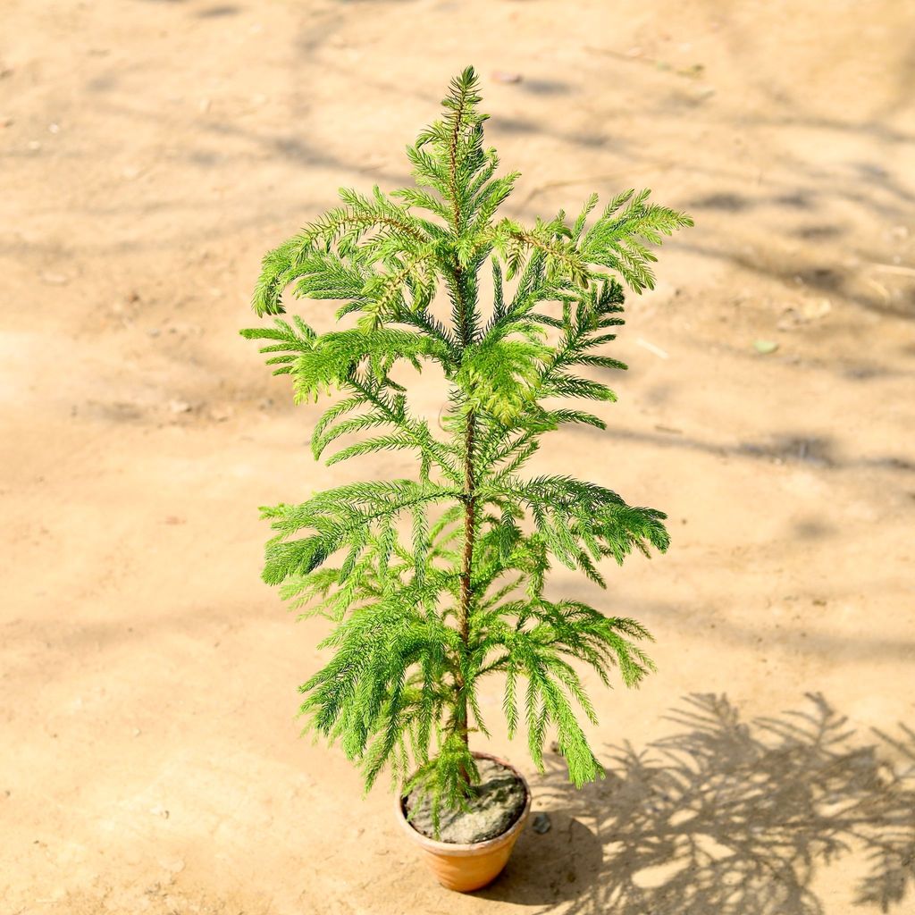 Buy Araucaria / Christmas Tree (~ 2 Ft) in 4 Inch Clay Pot Online | Urvann.com Araucaria / Christmas Tree (~ 2 Ft) in 4 Inch Clay Pot