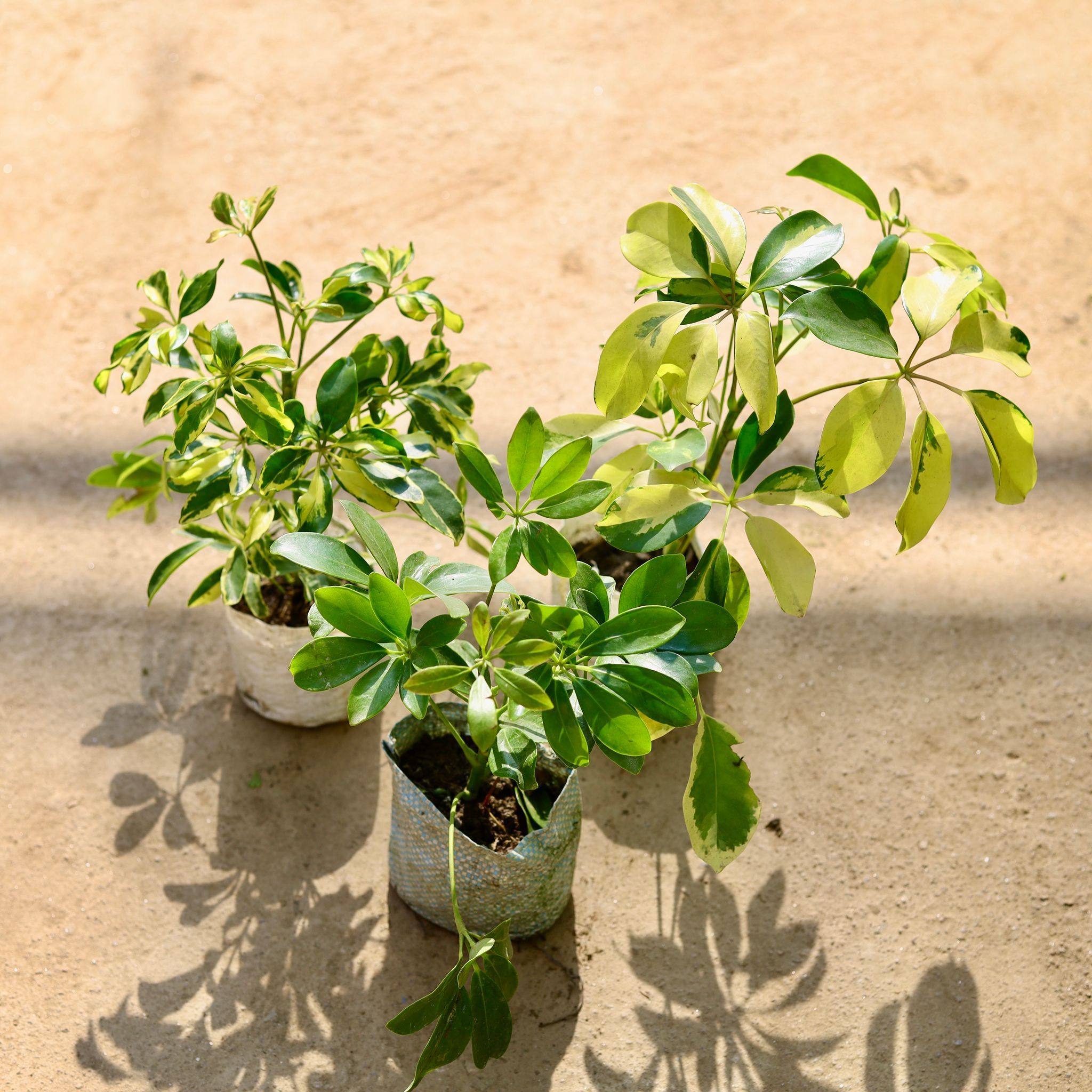 Set of 3 - Schefflera (Green, High Colour & Variegated) in 4 Inch Nursery bag