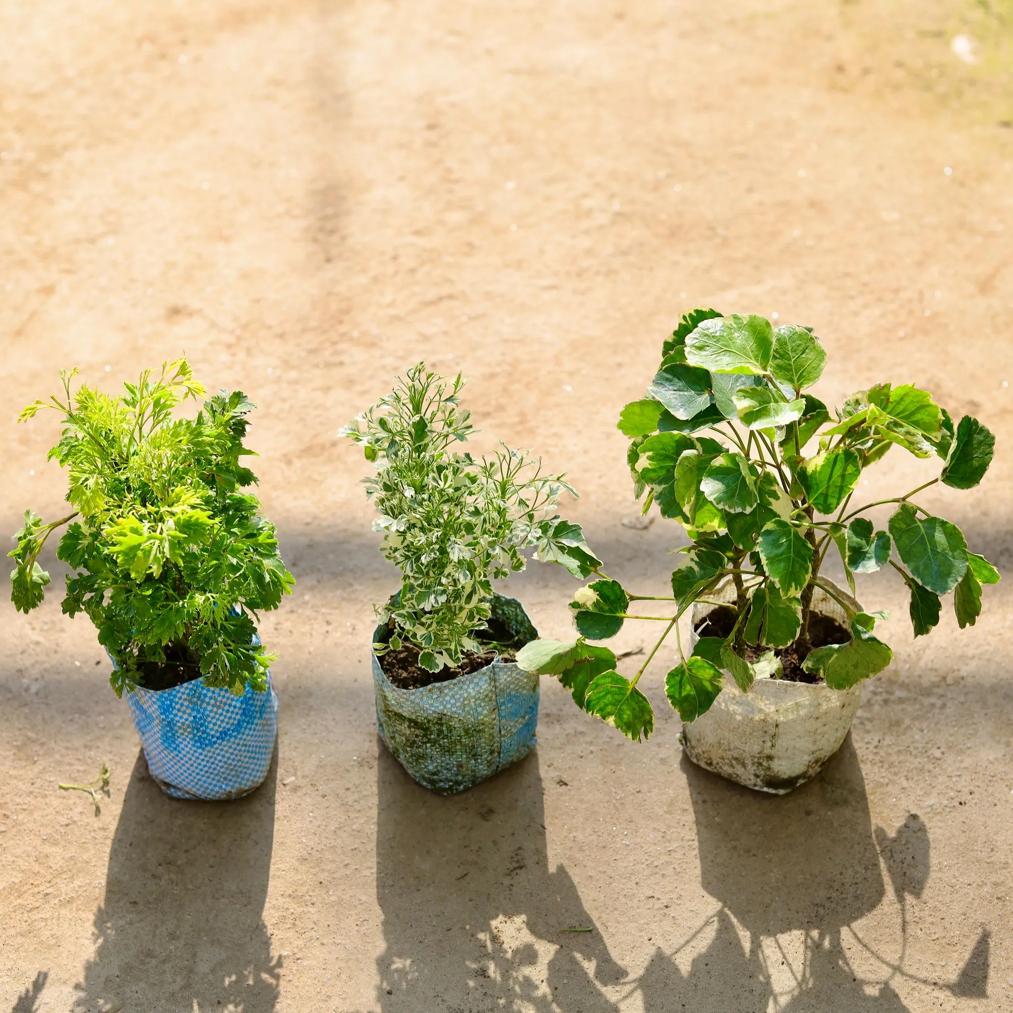 Set of 3 - Aralia (Neem,White & Dinner) in 4 Inch Nursery bag
