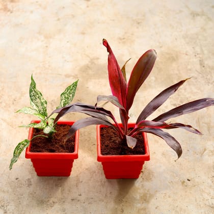 Buy Set of 2 - (Aglaonema Snow White and Dracaena Mahatma) in 6 Inch Red Premium Orchid Square Plastic Pot Online | Urvann.com