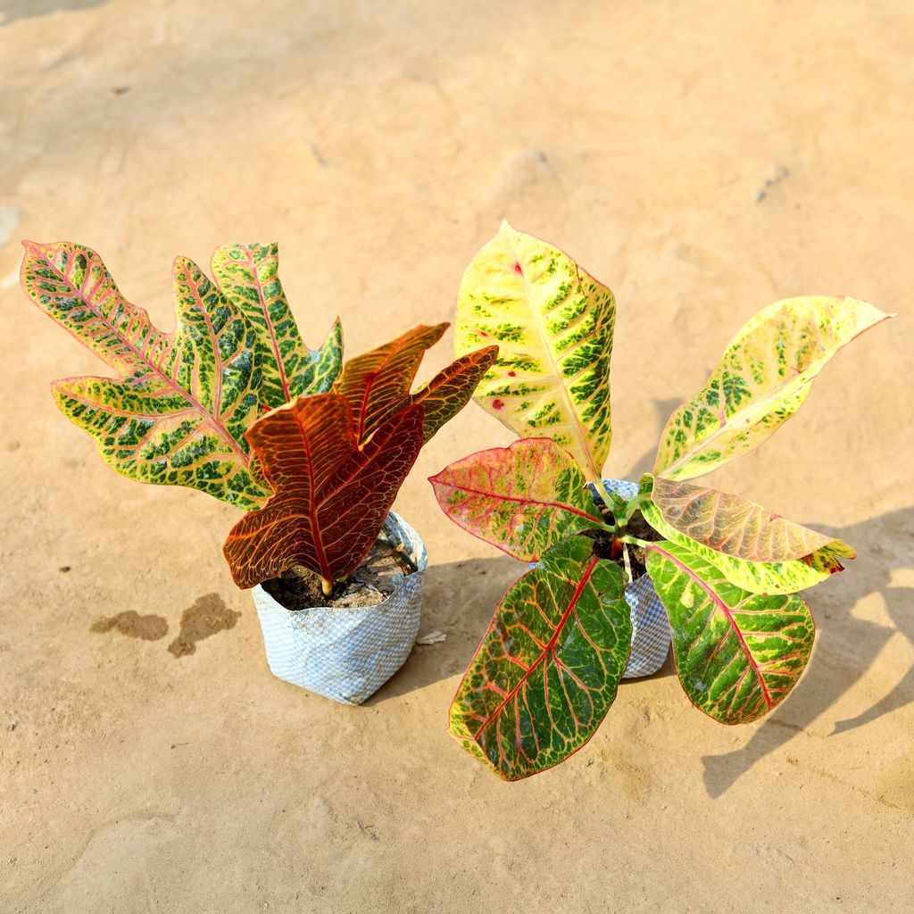 Set of 2 - Croton Petra in 4 Inch Nursery Bag