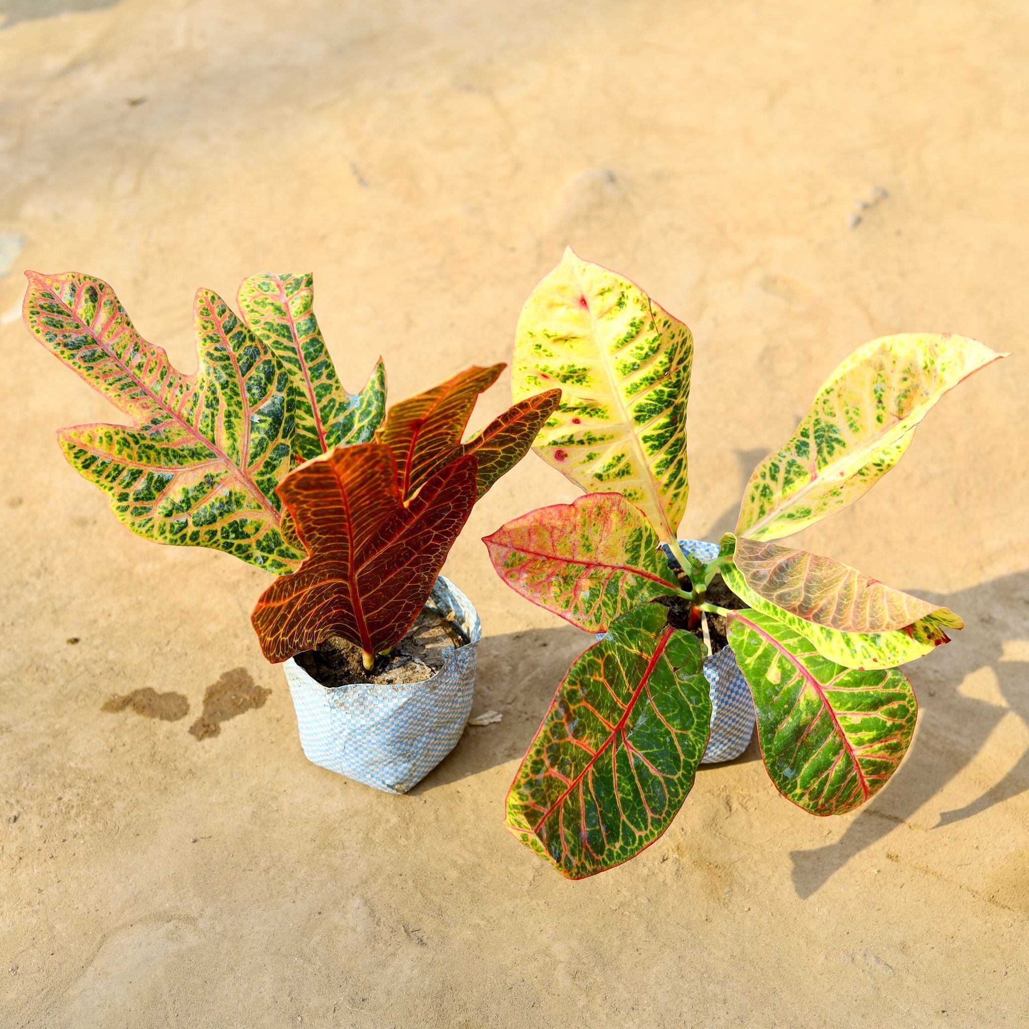 Set of 2 - Croton Petra in 4 Inch Nursery Bag