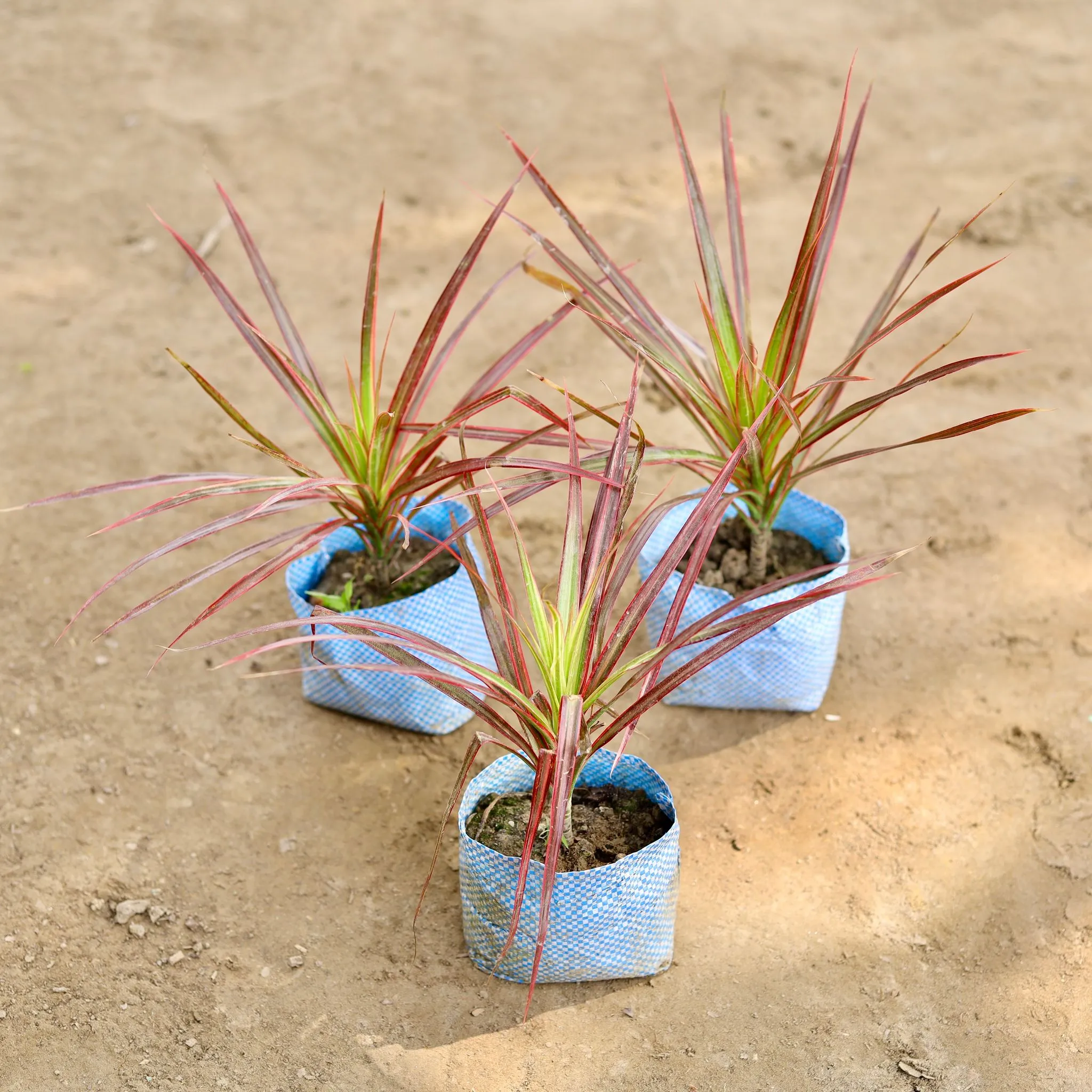 Set of 3 - Dracaena Colorama / Marginata in 4 Inch Nursery bag
