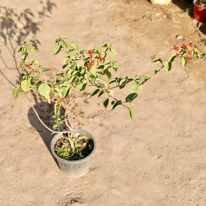 Buy Bougainvillea (Any Colour) in 8 Inch Nursery Pot Online | Urvann.com