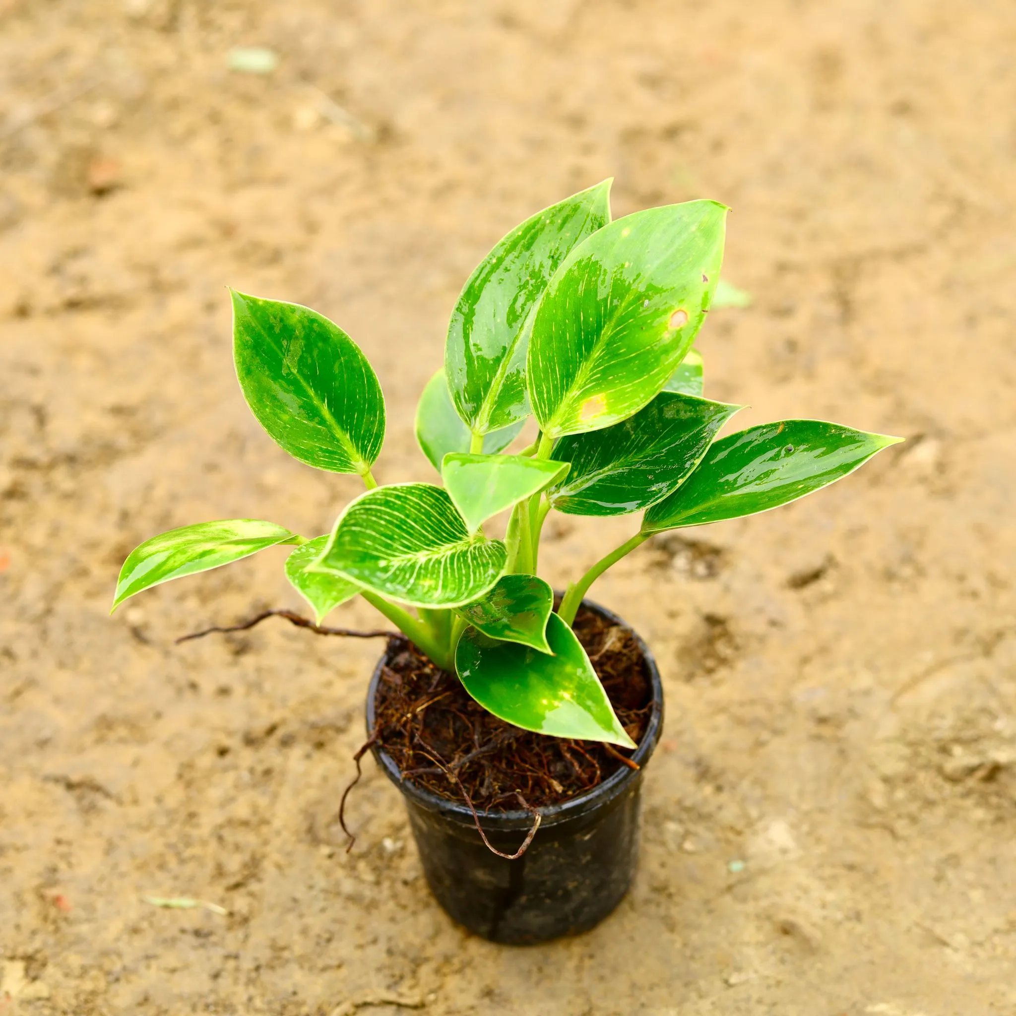 Philodendron Birkin in 4 Inch Nursery Pot
