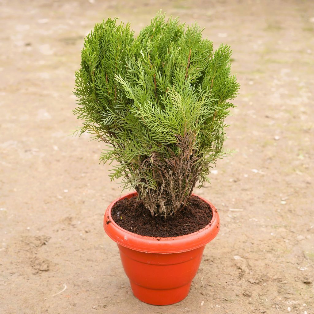 Morpankhi in 10 Inch Classy Red Plastic Pot