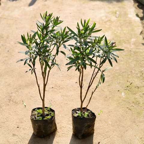 Set of 2 - Kaner (Pink & White) in 8 Inch Nursery bag