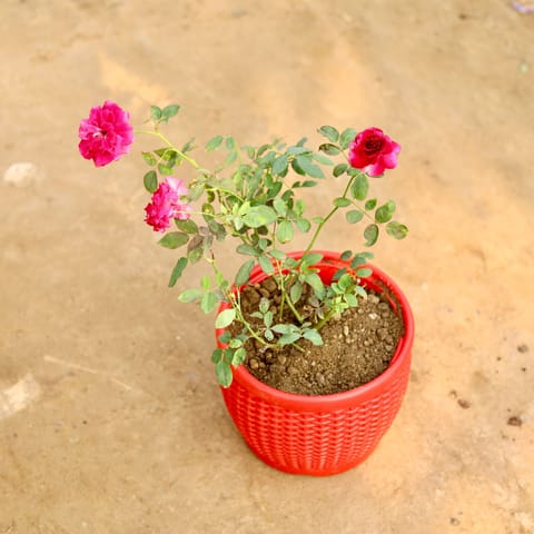Rose (Any Colour) in 8 Inch Red Premium Matt Classic Plastic Pot