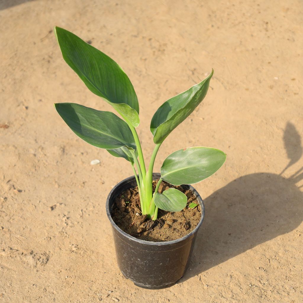 Buy Bird Of Paradise in 5 Inch Nursery Pot Online | Urvann.com Bird Of Paradise in 5 Inch Nursery Pot